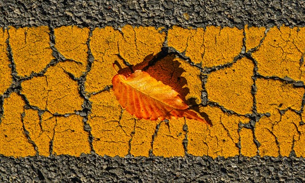 Fallen leaf on asphalt.