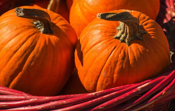 Basket with pumpkins.