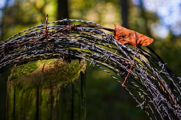 Leaf trapped in barbed wire. Catawba County, North Carolina.