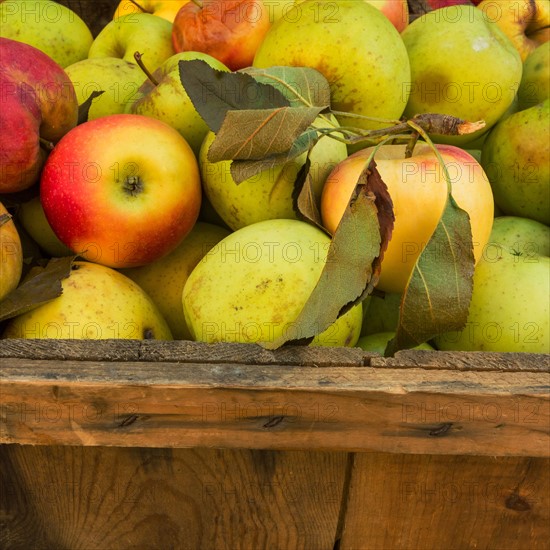 Heap of apples.