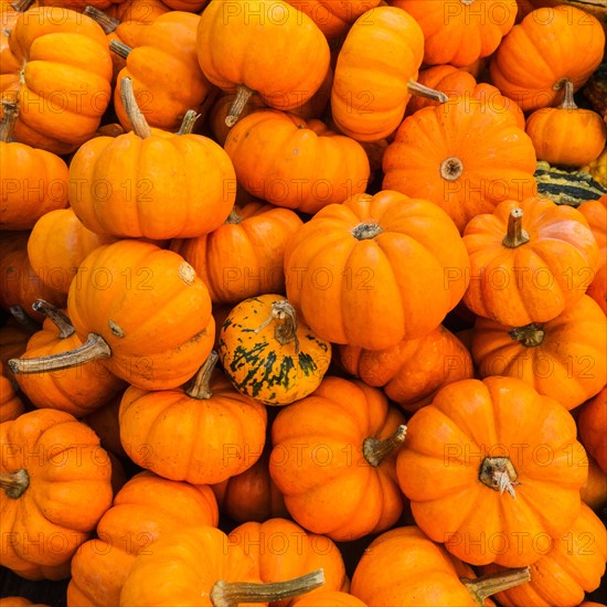 Heap of pumpkins.