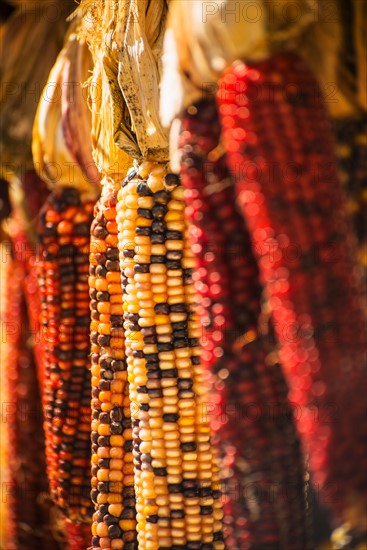 Seasonal indian corn.