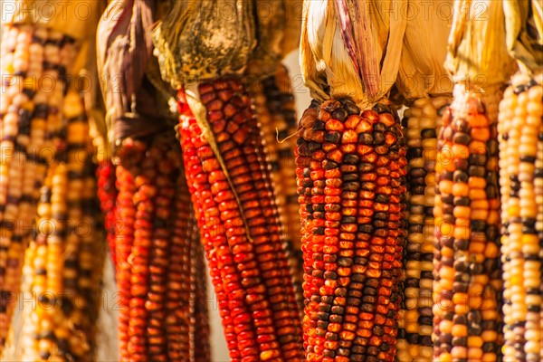 Seasonal indian corn.