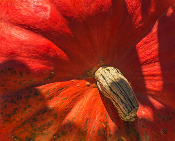 Detail of pumpkin.