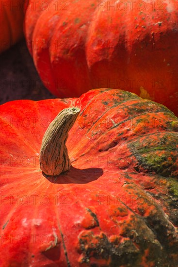 Detail of pumpkin.