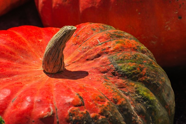 Detail of pumpkin.