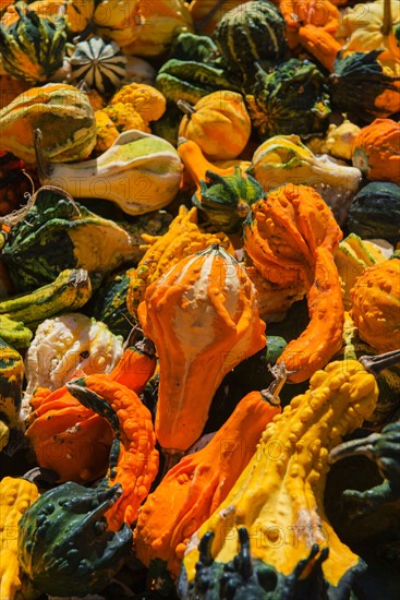 Heap of gourds.