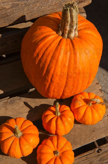 Pumpkins on planks.