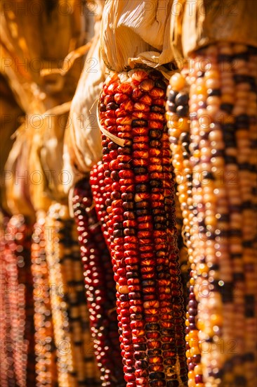 Seasonal indian corn.