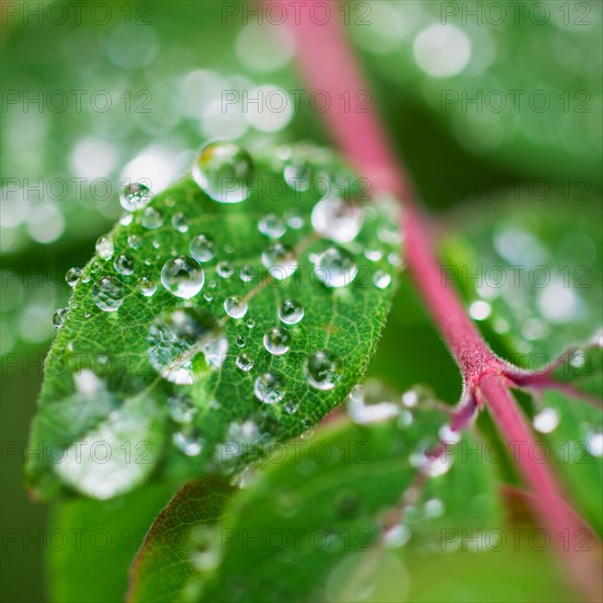 Wet leaves.