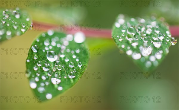 Wet leaves.