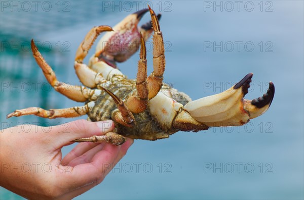 Hand holding peekytoe crab. Portland, Maine.