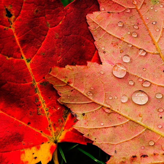 Wet autumn leaves.