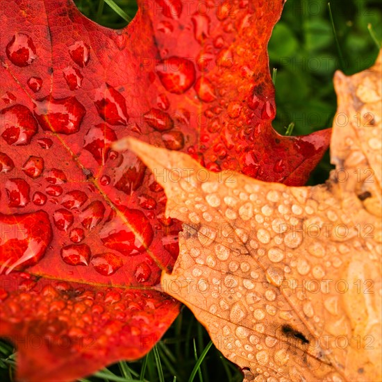 Wet autumn leaves.