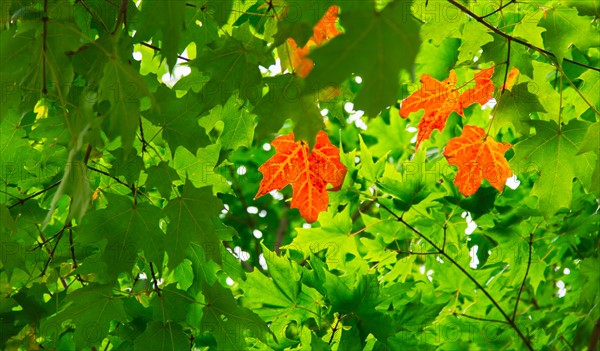 Camden, Brown leaves in green tree.