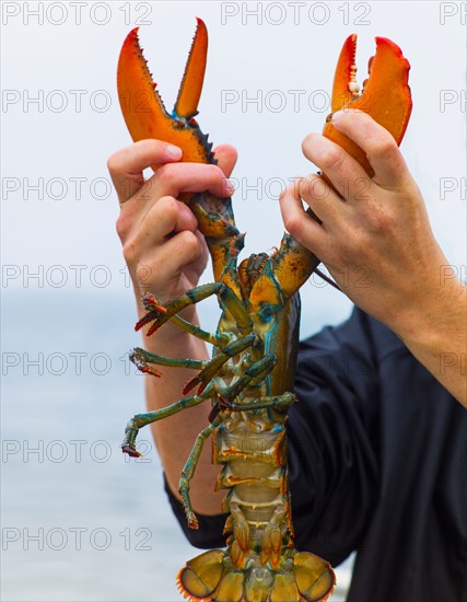 Man holding lobster. Portland, Maine.