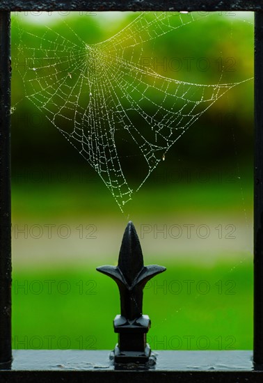 Spider web and part of fence. Portland, Maine.