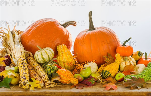 Still life with pumpkins, apples and corn.