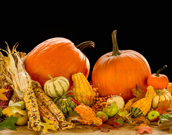 Still life with pumpkins, apples and corn.