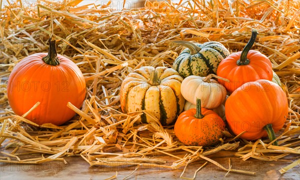 Still life with pumpkins and gourds.