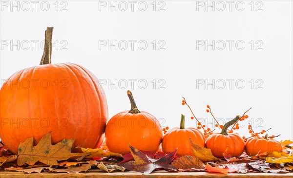 Still life with pumpkins.