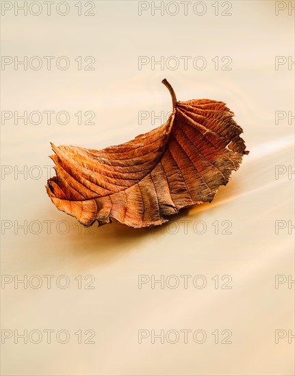 Close-up of brownish leaf.