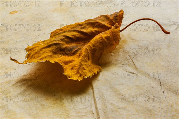 Studio shot of dry leaf.