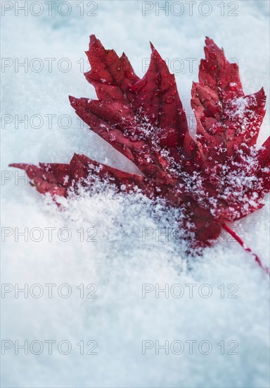 Studio shot of red maple leaf on artificial snow