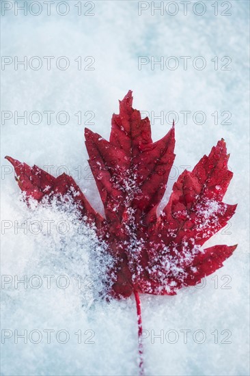 Studio shot of red maple leaf on artificial snow