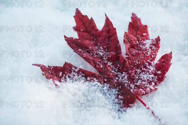 Studio shot of red maple leaf on artificial snow