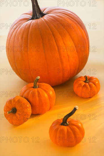 Studio shot of pumpkins