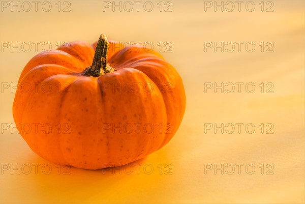 Close up of small pumpkin