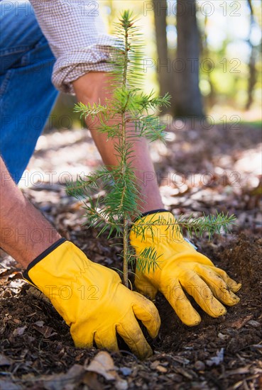 Man planting evergreen tree