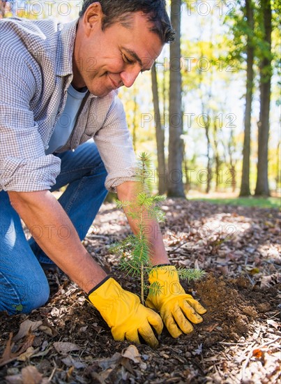 Man planting evergreen tree