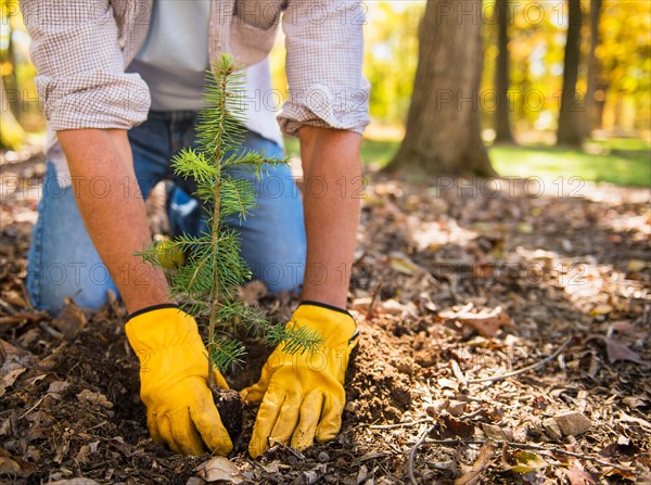 Man planting evergreen tree