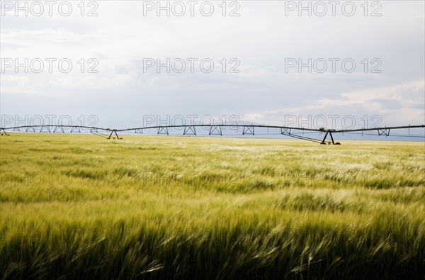 Barley field