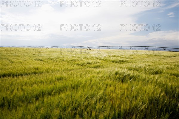 Barley field