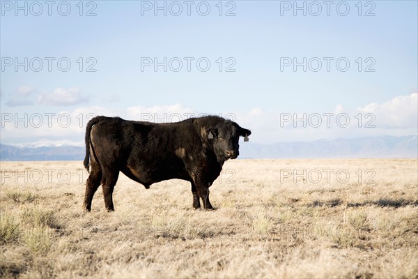 Bull standing in field