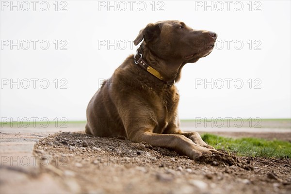 Chocolate Labrador looking away