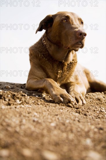 Chocolate Labrador looking away