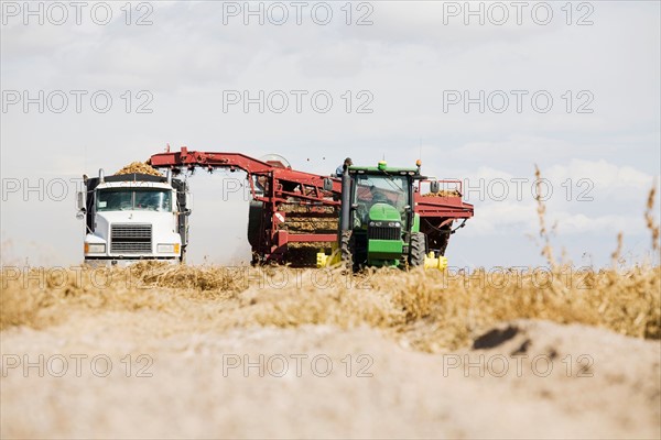 Harvesting potatoes