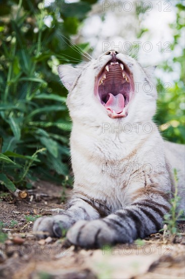 Cat yawning