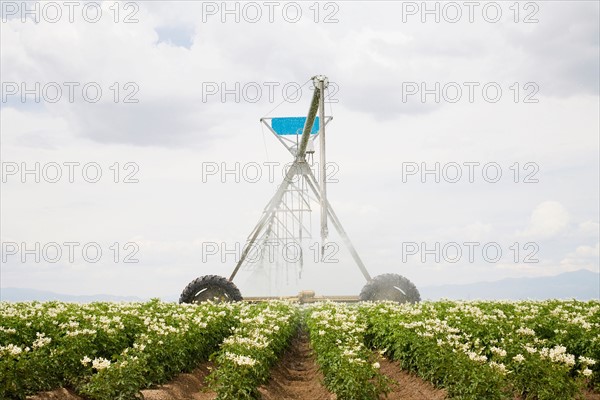 Sprinkler watering flowering potato plants