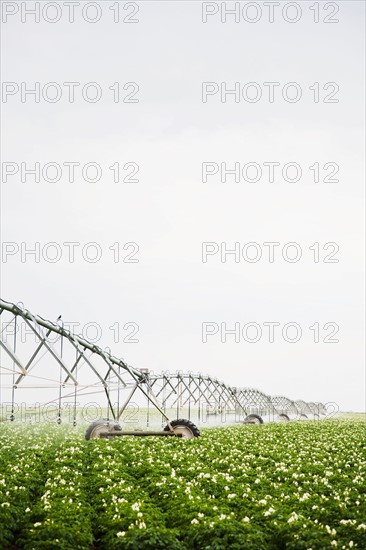 Sprinkler watering flowering potato field