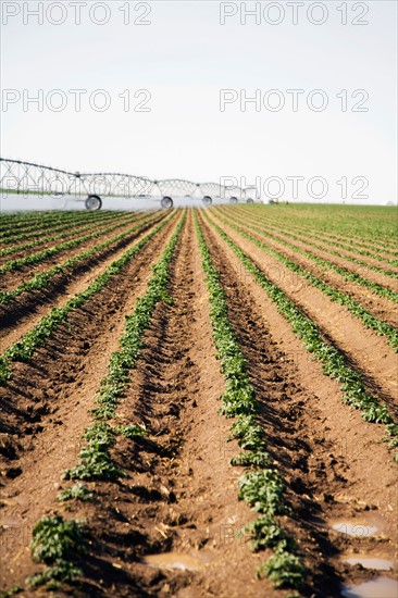 Sprinkler watering flowering potato field