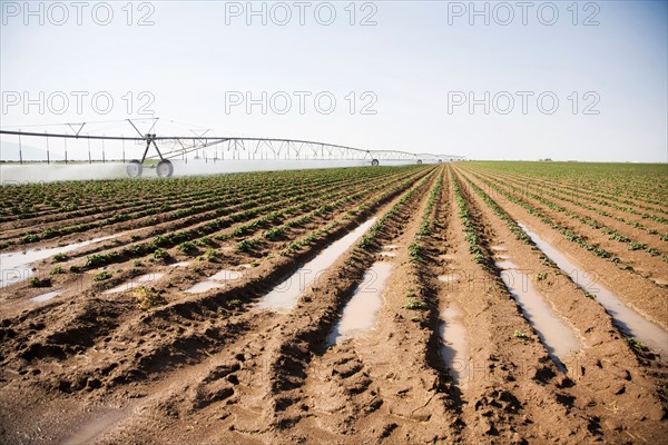 Sprinkler watering flowering potato field