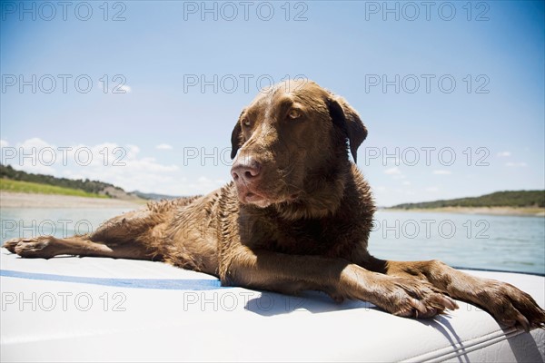 Chocolate Labrador dog resting on back of boat