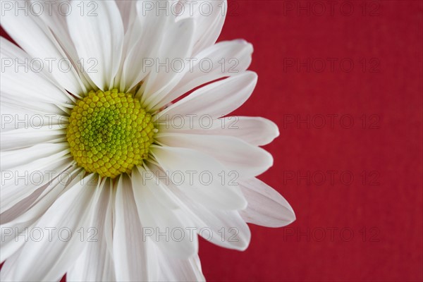 Close-up view of daisy flower head on red background