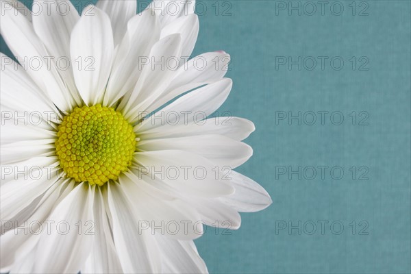 Close-up view of daisy flower head on blue background