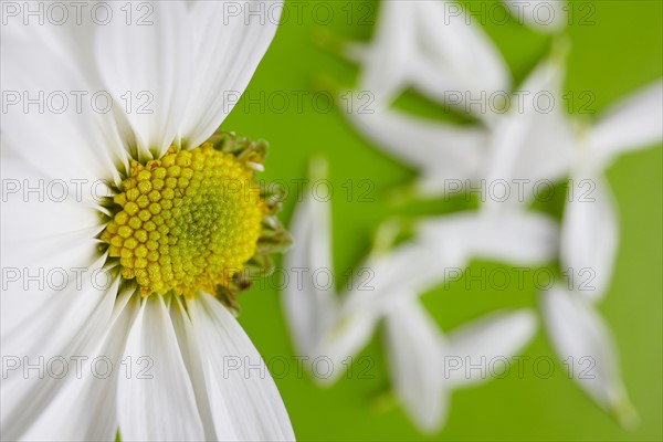 Close-up view of daisy flower head on green background